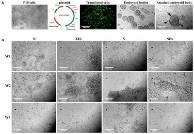 Synergistic Effects of Combined Nurr1 Overexpression and Natural Inducers on the More Efficient Production of Dopaminergic Neuron-Like Cells From Stem Cells